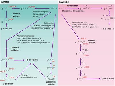 Survival and Energy Producing Strategies of Alkane Degraders Under Extreme Conditions and Their Biotechnological Potential